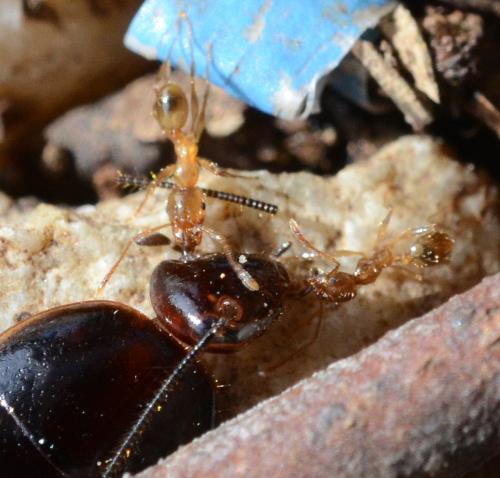 Pheidole pallidula